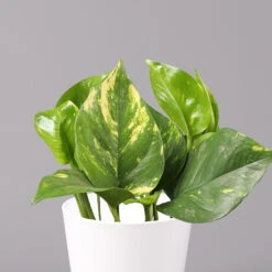 Efeutute Mit Keramiktopf Dallas Weiß, Topf-Ø 12 Cm, Höhe Ca. 15 Cm -Die grüne Ecke 0220180105 Epipremum pinn Dallas weiss 2