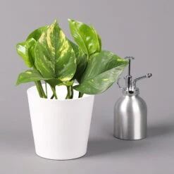 Efeutute Mit Keramiktopf Dallas Weiß, Topf-Ø 12 Cm, Höhe Ca. 15 Cm -Die grüne Ecke 0220180105 Epipremum pinn Dallas weiss 3