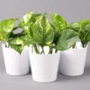 Efeutute Mit Keramiktopf Dallas Weiß, Topf-Ø 12 Cm, Höhe Ca. 15 Cm -Die grüne Ecke 0220180105 Epipremum pinn Dallas weiss 3er Set2