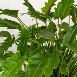 Philodendron Xanadu Im Korb Gaby Natur, Topf-Ø 21 Cm, Höhe Ca. 30-50 Cm -Die grüne Ecke 0220180137 Philoderndron Xanandu im Dekokorb Gaby T21 WS 2