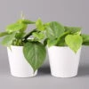 Philodendron Scandens In Keramiktopf Weiß, Topf-Ø 12 Cm, Höhe Ca. 20 Cm, 2er-Set -Die grüne Ecke 0220180194 Philo scandens inkl Topf Dallas weiss 12
