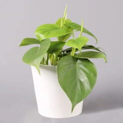 Philodendron Scandens In Keramiktopf Weiß, Topf-Ø 12 Cm, Höhe Ca. 20 Cm, 2er-Set -Die grüne Ecke 0220180194 Philo scandens inkl Topf Dallas weiss 22