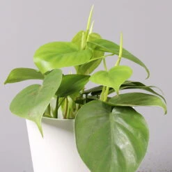 Philodendron Scandens In Keramiktopf Weiß, Topf-Ø 12 Cm, Höhe Ca. 20 Cm, 2er-Set -Die grüne Ecke 0220180194 Philo scandens inkl Topf Dallas weiss 32