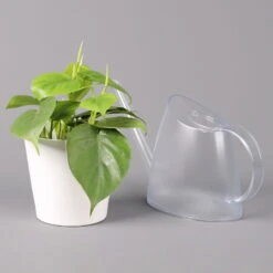 Philodendron Scandens In Keramiktopf Weiß, Topf-Ø 12 Cm, Höhe Ca. 20 Cm, 2er-Set -Die grüne Ecke 0220180194 Philo scandens inkl Topf Dallas weiss 42