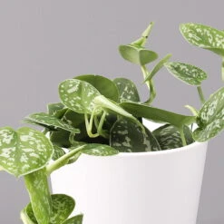 Scindapsus Pictus 'Argyraeus' In Keramitopf Dallas Weiß, Topf-Ø 12 Cm, 3er-Set -Die grüne Ecke 0220180196 Scind pict Argyraeus Topf Dallas weiss 2