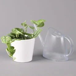 Scindapsus Pictus 'Argyraeus' In Keramitopf Dallas Weiß, Topf-Ø 12 Cm, 3er-Set -Die grüne Ecke 0220180196 Scind pict Argyraeus Topf Dallas weiss 3