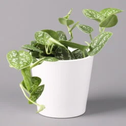 Scindapsus Pictus 'Argyraeus' In Keramitopf Dallas Weiß, Topf-Ø 12 Cm