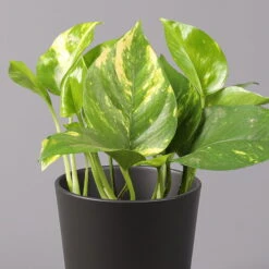 Efeutute Mit Topf Dallas Anthrazit, Topf-Ø 12 Cm, Höhe Ca. 15 Cm, 2er-Set -Die grüne Ecke 0220180203 Epipremnum pinn in Topf Dallas anthrazit 22