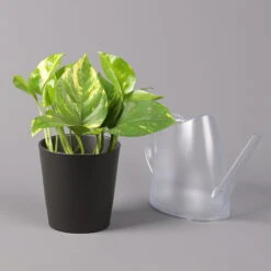 Efeutute Mit Topf Dallas Anthrazit, Topf-Ø 12 Cm, Höhe Ca. 15 Cm, 2er-Set -Die grüne Ecke 0220180203 Epipremnum pinn in Topf Dallas anthrazit 3