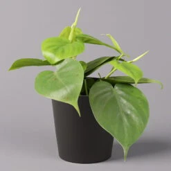 Philodendron Scandens In Topf Anthrazit, Topf-Ø 12 Cm, Höhe Ca 20 Cm, 3er-Set -Die grüne Ecke 0220180208 Philo scand inkl Topf Dallas anthrazit 12