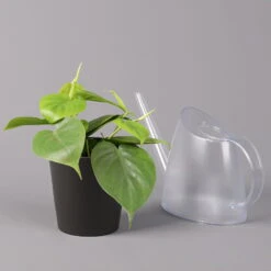 Philodendron Scandens In Topf Anthrazit, Topf-Ø 12 Cm, Höhe Ca 20 Cm, 3er-Set -Die grüne Ecke 0220180208 Philo scand inkl Topf Dallas anthrazit 32