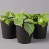 Philodendron Scandens In Topf Anthrazit, Topf-Ø 12 Cm, Höhe Ca 20 Cm, 3er-Set -Die grüne Ecke 0220180208 Philo scand inkl Topf Dallas anthrazit2