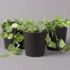Gefleckte Efeutute 'Argyraeus, In Keramiktopf Anthrazit, Topf-Ø 12 Cm, 3er-Set -Die grüne Ecke 0220180211 Scind pict Argyraeus Topf Dallas anthrazit 3er Set