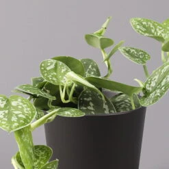 Gefleckte Efeutute 'Argyraeus, In Keramiktopf Anthrazit, Topf-Ø 12cm, 2er-Set -Die grüne Ecke 0220180213 Scind pict Argyraeus Topf Dallas anthrazit 2