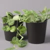 Gefleckte Efeutute 'Argyraeus, In Keramiktopf Anthrazit, Topf-Ø 12cm, 2er-Set -Die grüne Ecke 0220180213 Scind pict Argyraeus Topf Dallas anthrazit 2er Set