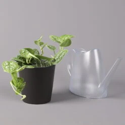 Gefleckte Efeutute 'Argyraeus, In Keramiktopf Anthrazit, Topf-Ø 12cm, 2er-Set -Die grüne Ecke 0220180213 Scind pict Argyraeus Topf Dallas anthrazit 3