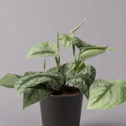 Gefleckte Efeutute 'Trebie' In Keramiktopf Anthrazit, Topf-Ø 12 Cm, 3er-Set -Die grüne Ecke 0220180215 Scindapsus pictus Trebie mit Dallas anth 12cm WS 2 1