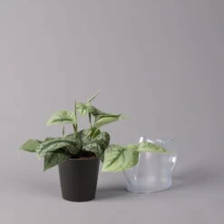 Gefleckte Efeutute 'Trebie' In Keramiktopf Anthrazit, Topf-Ø 12 Cm, 3er-Set -Die grüne Ecke 0220180215 Scindapsus pictus Trebie mit Dallas anth 12cm WS 3 1