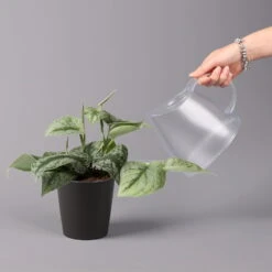 Gefleckte Efeutute 'Trebie' In Keramiktopf Anthrazit, Topf-Ø 12 Cm, 3er-Set -Die grüne Ecke 0220180215 Scindapsus pictus Trebie mit Dallas anth 12cm WS 4 1