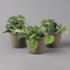 Scindapsus Pictus 'Trebie', Topf-Ø 12 Cm, Höhe Ca. 20 Cm, 3er-Set -Die grüne Ecke 0220180289 scindapsus pictus trebie 3 123834