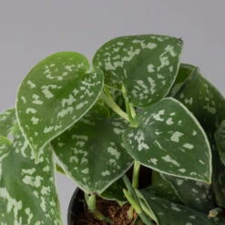 Scindapsus Pictus 'Trebie', Topf-Ø 12 Cm, Höhe Ca. 20 Cm, 3er-Set -Die grüne Ecke 0220180289 scindapsus pictus trebie 123836