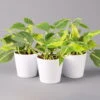 Philodendron 'Brasil' In Keramiktopf Dallas Weiß, Topf-Ø 12 Cm, 3er-Set -Die grüne Ecke 0220180291 Philo scandens Brasil in Dallas weiss 12cm 3er Set 1 114653