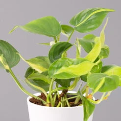 Philodendron 'Brasil' In Keramiktopf Dallas Weiß, Topf-Ø 12 Cm, 3er-Set -Die grüne Ecke 0220180291 Philo scandens Brasil in Dallas weiss 12cm 3er Set 3 114655