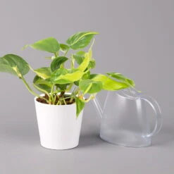 Philodendron 'Brasil' In Keramiktopf Dallas Weiß, Topf-Ø 12 Cm, 3er-Set -Die grüne Ecke 0220180291 Philo scandens Brasil in Dallas weiss 12cm 3er Set 4 114656