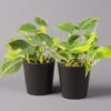 Philodendron 'Brasil' In Keramiktopf Dallas Anthrazit, Topf-Ø 12cm, 2er-Set -Die grüne Ecke 0220180294 Philo scandens Brasil in Dallas anthr 12cm 2er Set 1 114649