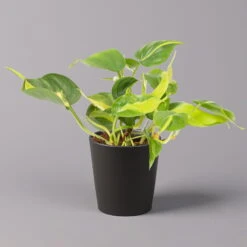 Philodendron 'Brasil' In Keramiktopf Dallas Anthrazit, Topf-Ø 12cm, 2er-Set -Die grüne Ecke 0220180294 Philo scandens Brasil in Dallas anthr 12cm 2er Set 2 114650