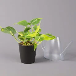 Philodendron 'Brasil' In Keramiktopf Dallas Anthrazit, Topf-Ø 12cm, 2er-Set -Die grüne Ecke 0220180294 Philo scandens Brasil in Dallas anthr 12cm 2er Set 4 114652