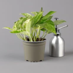 Efeutute 'Marble Queen' Inkl. Übertopf Vibes Weiß, Topf-Ø 12 Cm, Höhe Ca. 15 Cm -Die grüne Ecke 0220180373 0220180374 0220180375 0220180376 Epipremnum Marble queen 125502