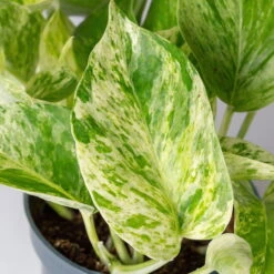 Efeutute 'Marble Queen' Inkl. Übertopf Vibes Weiß, Topf-Ø 12 Cm, Höhe Ca. 15 Cm -Die grüne Ecke 0220180373 0220180374 0220180375 0220180376 Epipremnum Marble queen 7 124941