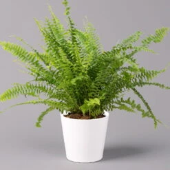 Schwertfarn 'Green Lady' Mit Keramiktopf Dallas Weiß, Topf-Ø12cm, Höhe Ca. 35 Cm