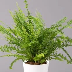 Schwertfarn 'Green Lady' In Keramiktopf Weiß, Topf-Ø12cm, Höhe Ca 35 Cm, 3er-Set -Die grüne Ecke 0220190124 Nephrolep Green Lady Dallas weiss 2 1