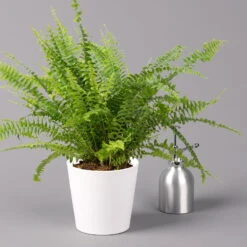 Schwertfarn 'Green Lady' In Keramiktopf Weiß, Topf-Ø12cm, Höhe Ca 35 Cm, 3er-Set -Die grüne Ecke 0220190124 Nephrolep Green Lady Dallas weiss 3 1