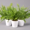 Schwertfarn 'Green Lady' In Keramiktopf Weiß, Topf-Ø12cm, Höhe Ca 35 Cm, 3er-Set -Die grüne Ecke 0220190126 Nephrolep Green Lady Dallas weiss 3er Set