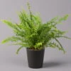 Schwertfarn 'Green Lady' Mit Keramiktopf Dallas Anthrazit, Topf-Ø12cm -Die grüne Ecke 0220190127 Nephrolep Green Lady Dallas anthrazit 1