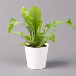 Nestfarn, Mit Keramiktopf Dallas Weiß, Topf-Ø12cm, Höhe Ca. 35 Cm, 3er-Set -Die grüne Ecke 0220190132 Asplenium nidus Dallas weiss 1