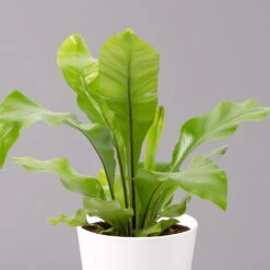 Nestfarn, Mit Keramiktopf Dallas Weiß, Topf-Ø12cm, Höhe Ca. 35 Cm, 3er-Set -Die grüne Ecke 0220190132 Asplenium nidus Dallas weiss 2