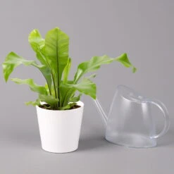 Nestfarn, Mit Keramiktopf Dallas Weiß, Topf-Ø12cm, Höhe Ca. 35 Cm, 3er-Set -Die grüne Ecke 0220190132 Asplenium nidus Dallas weiss 3
