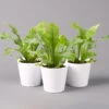 Nestfarn, Mit Keramiktopf Dallas Weiß, Topf-Ø12cm, Höhe Ca. 35 Cm, 3er-Set 2 Nestfarn, Mit Keramiktopf Dallas Weiß, Topf-Ø12cm, Höhe Ca. 35 Cm, 3er-Set -Die grüne Ecke 0220190132 Asplenium nidus Dallas weiss 3er Set2