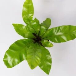 Nestfarn, Mit Keramiktopf Dallas Weiß, Topf-Ø12cm, Höhe Ca. 35 Cm, 3er-Set -Die grüne Ecke 0220190132 Asplenium nidus Dallas weiss 4