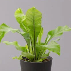 Nestfarn, Mit Keramiktopf Dallas Anthrazit, Topf-Ø12cm, Höhe Ca. 35 Cm -Die grüne Ecke 0220190133 Asplenium nidus Dallas anthrazit 2 2 108178