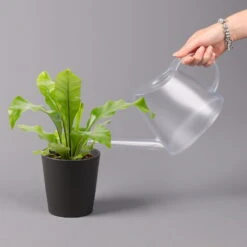 Nestfarn, Mit Keramiktopf Dallas Anthrazit, Topf-Ø12cm, Höhe Ca. 35 Cm -Die grüne Ecke 0220190133 Asplenium nidus Dallas anthrazit 3 2 108179