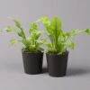 Nestfarn, Mit Keramiktopf Dallas Anthrazit, Topf-Ø12cm, Höhe Ca. 35 Cm, 2er-Set -Die grüne Ecke 0220190134 Asplenium nidus Dallas anthrazit 2er Set2 108181
