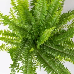 Schwertfarn 'Green Lady', Topf-Ø 12cm, Höhe Ca. 35 Cm, 3er-Set -Die grüne Ecke 0220190136 Nephrolepis exaltata Green Lady 5