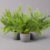 Schwertfarn 'Green Lady', Topf-Ø 12cm, Höhe Ca. 35 Cm, 3er-Set -Die grüne Ecke 0220190136 Nephrolepis exaltata Green Lady 1 107028