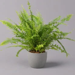 Schwertfarn 'Green Lady', Topf-Ø 12cm, Höhe Ca. 35 Cm, 3er-Set -Die grüne Ecke 0220190136 Nephrolepis exaltata Green Lady 2 107029