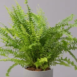 Schwertfarn 'Green Lady', Topf-Ø 12cm, Höhe Ca. 35 Cm, 3er-Set -Die grüne Ecke 0220190136 Nephrolepis exaltata Green Lady 3 107030